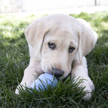 Load image into Gallery viewer, KONG® Puppy Chew Toy Large