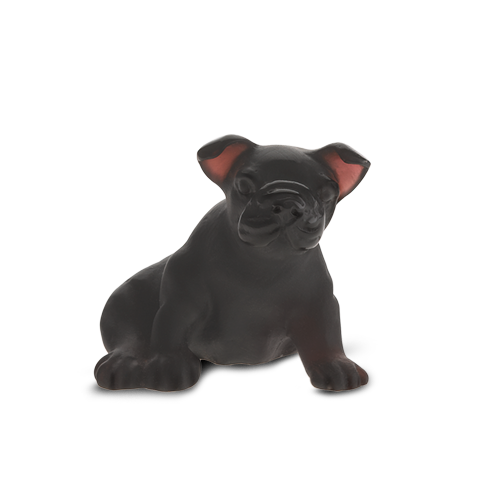 Mini French Bulldog